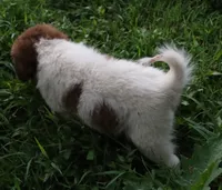 AKDA Karakachan, a male Karakachan for sale in Murfreesboro, TN – 2 of 4