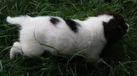 AKDA Karakachan, a male Karakachan for sale in Murfreesboro, TN – 2 of 5