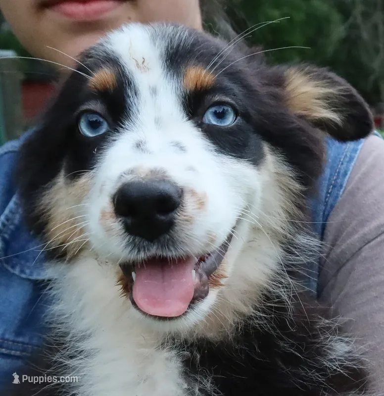 AKC Blue eyes Champion Line – Australian Shepherd puppy for sale in Murfreesboro, TN