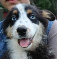 AKC Blue eyes Champion Line, a female Australian Shepherd for sale in Murfreesboro, TN – 1 of 3