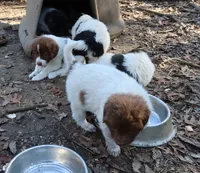 AKDA Karakachan, a female Karakachan for sale in Murfreesboro, TN – Photo 2 of 3