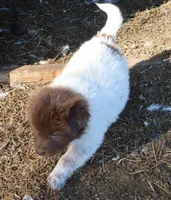 AKDA Karakachan, a female Karakachan for sale in Murfreesboro, TN – Photo 3 of 3