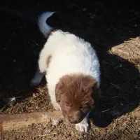 AKDA Karakachan, a female Karakachan for sale in Murfreesboro, TN – Photo 1 of 3