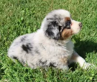 AKC Blue eyes Champion Line, a male Australian Shepherd for sale in Murfreesboro, TN – 4 of 6