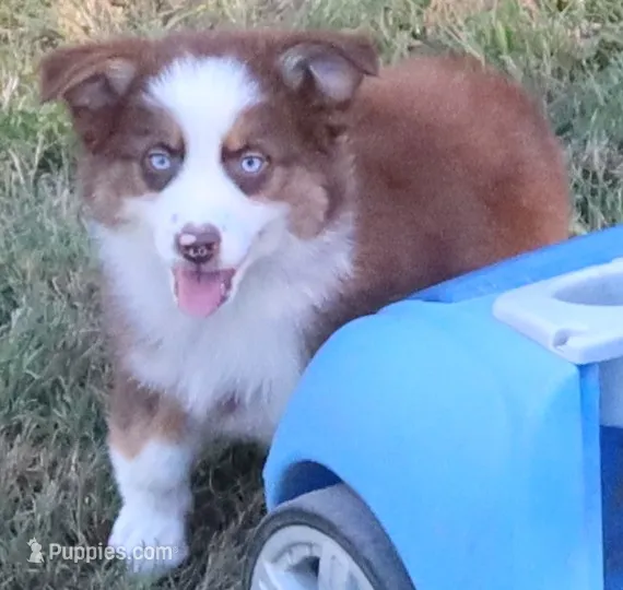AKC Blue eyes Champion Line – Australian Shepherd puppy for sale in Murfreesboro, TN