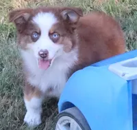 AKC Blue eyes Champion Line, a male Australian Shepherd for sale in Murfreesboro, TN – 1 of 3