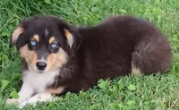 AKC Blue eyes Champion Line, a female Australian Shepherd for sale in Murfreesboro, TN – 3 of 3