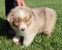 AKC Blue eyes Champion Line, a female Australian Shepherd for sale in Murfreesboro, TN – 3 of 6