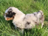 AKC Blue eyes Champion Line, a female Australian Shepherd for sale in Murfreesboro, TN – Photo 3 of 4