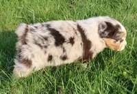 AKC Blue eyes Champion Line, a female Australian Shepherd for sale in Murfreesboro, TN – Photo 4 of 4