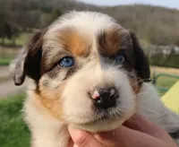AKC Blue eyes Champion Line, a female Australian Shepherd for sale in Murfreesboro, TN – Photo 2 of 4