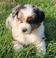 AKC Blue eyes Champion Line, a female Australian Shepherd for sale in Murfreesboro, TN – Photo 1 of 4
