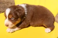 AKC Blue eyes Champion Line, a male Australian Shepherd for sale in Murfreesboro, TN – Photo 3 of 3