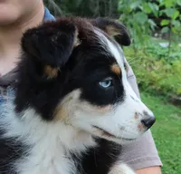 AKC Blue eyes Champion Line, a female Australian Shepherd for sale in Murfreesboro, TN – 2 of 3