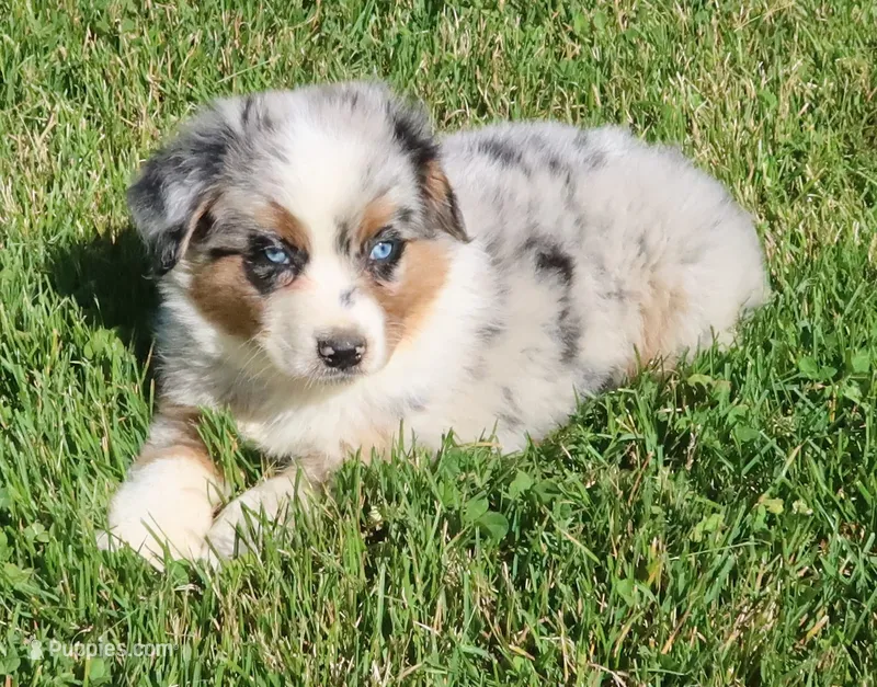 AKC Blue eyes Champion Line – Australian Shepherd puppy for sale in Murfreesboro, TN