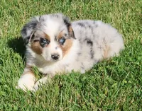 AKC Blue eyes Champion Line, a male Australian Shepherd for sale in Murfreesboro, TN – 1 of 6