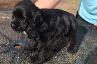 AKC Black, a female Cocker Spaniel for sale in Murfreesboro, TN – Photo 3 of 3