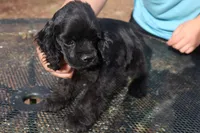 AKC Black, a female Cocker Spaniel for sale in Murfreesboro, TN – Photo 2 of 3