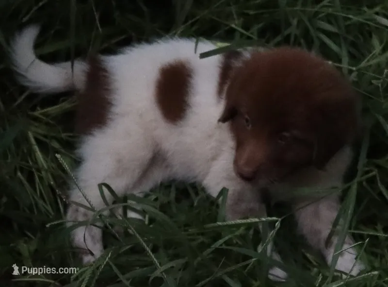 AKDA Karakachan – Karakachan puppy for sale in Murfreesboro, TN