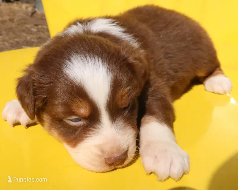 AKC Blue eyes Champion Line – Australian Shepherd puppy for sale in Murfreesboro, TN
