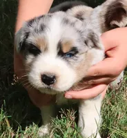 AKC Blue eyes, a female Australian Shepherd for sale in Murfreesboro, TN – Photo 3 of 6