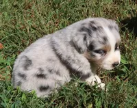AKC Blue eyes, a female Australian Shepherd for sale in Murfreesboro, TN – Photo 1 of 6
