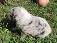AKC Blue eyes, a female Australian Shepherd for sale in Murfreesboro, TN – Photo 5 of 6