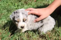 AKC Blue eyes, a female Australian Shepherd for sale in Murfreesboro, TN – Photo 2 of 6