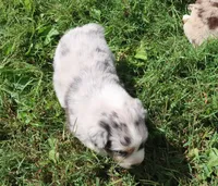 AKC Blue eyes, a female Australian Shepherd for sale in Murfreesboro, TN – Photo 6 of 6