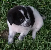 AKDA Karakachan, a male Karakachan for sale in Murfreesboro, TN – 3 of 4