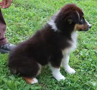 AKC Blue eyes Champion Line, a female Australian Shepherd for sale in Murfreesboro, TN – 3 of 3
