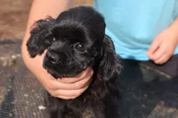 AKC Black, a female Cocker Spaniel for sale in Murfreesboro, TN – Photo 6 of 6