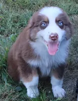 AKC Blue Eyes Champion Line, a male Australian Shepherd for sale in Murfreesboro, TN – 2 of 3