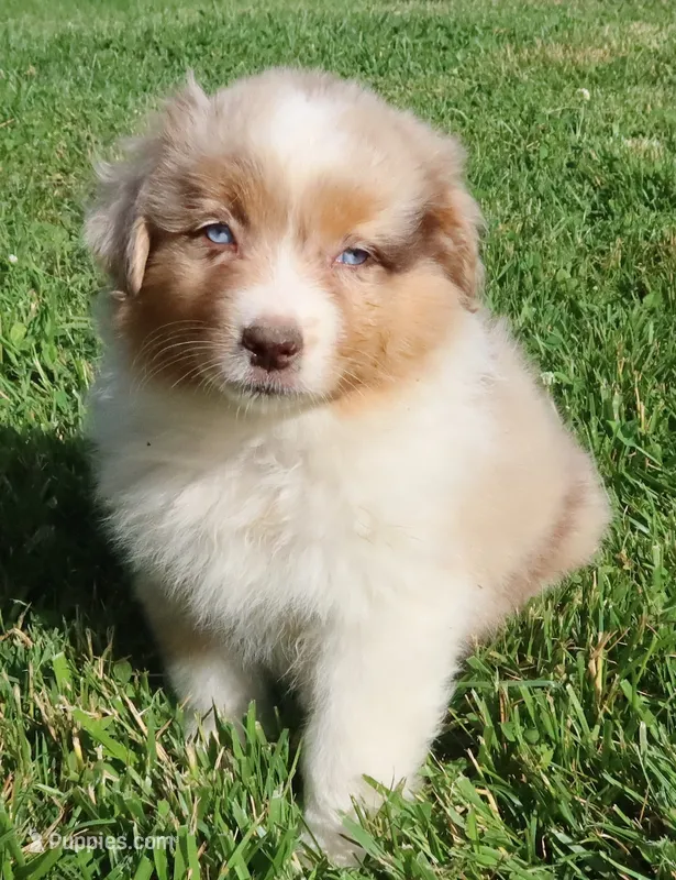 AKC Blue eyes Champion Line – Australian Shepherd puppy for sale in Murfreesboro, TN