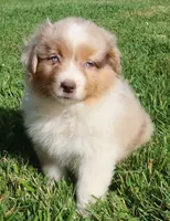 AKC Blue eyes Champion Line, a female Australian Shepherd for sale in Murfreesboro, TN – 1 of 6