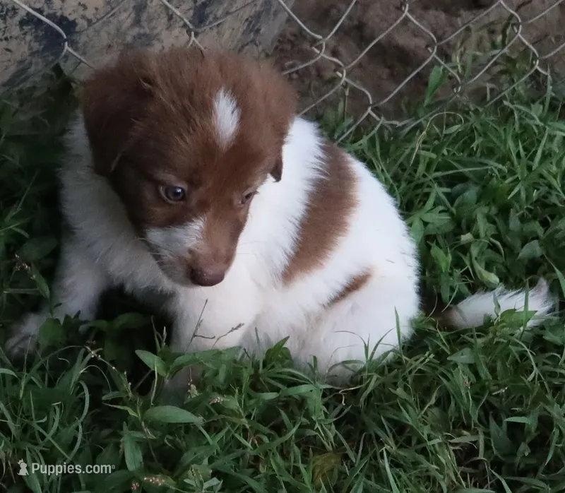 AKDA Karakachan – Karakachan puppy for sale in Murfreesboro, TN