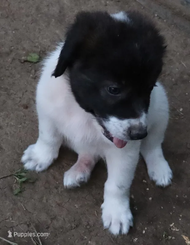 AKDA Karakachan – Karakachan puppy for sale in Murfreesboro, TN