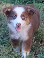 AKC Blue eyes Champion Line, a male Australian Shepherd for sale in Murfreesboro, TN – 3 of 3