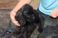 AKC Black, a female Cocker Spaniel for sale in Murfreesboro, TN – Photo 3 of 4