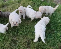 Hypoallergenic , Adorable Flufflball !, a male Bichon Frise and Cocker Spaniel for sale in Murfreesboro, TN – Photo 4 of 5