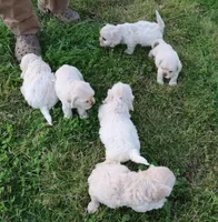 Hypoallergenic , Adorable Flufflball !, a male Bichon Frise and Cocker Spaniel for sale in Murfreesboro, TN – Photo 5 of 5