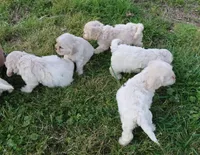 Hypoallergenic , Adorable Flufflball !, a male Bichon Frise and Cocker Spaniel for sale in Murfreesboro, TN – Photo 2 of 5