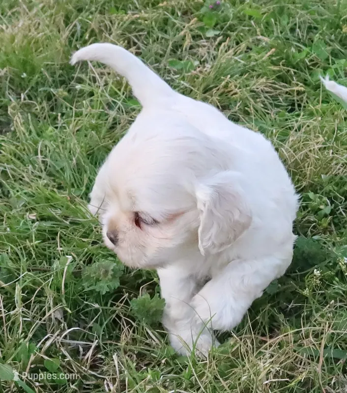 Hypoallergenic , Adorable Flufflball ! – Bichon Frise, Cocker Spaniel puppy for sale in Murfreesboro, TN