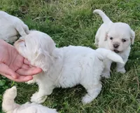 Hypoallergenic , Adorable Flufflball !, a male Bichon Frise and Cocker Spaniel for sale in Murfreesboro, TN – Photo 3 of 5