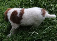 AKDA Karakachan, a male Karakachan for sale in Murfreesboro, TN – 4 of 5