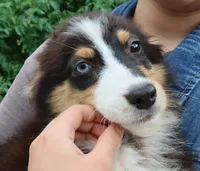 AKC Blue eyes Champion Line, a female Australian Shepherd for sale in Murfreesboro, TN – 2 of 3