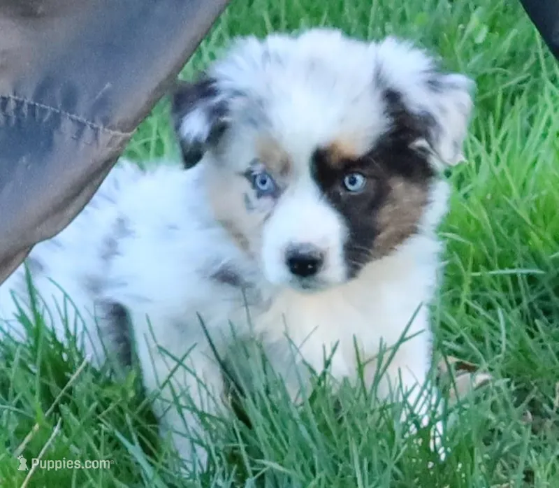 AKC Blue eyes Champion Line – Australian Shepherd puppy for sale in Murfreesboro, TN