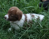 AKDA Karakachan, a female Karakachan for sale in Murfreesboro, TN – 3 of 4
