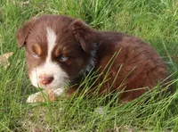 AKC Blue eyes Champion Line, a male Australian Shepherd for sale in Murfreesboro, TN – Photo 3 of 3
