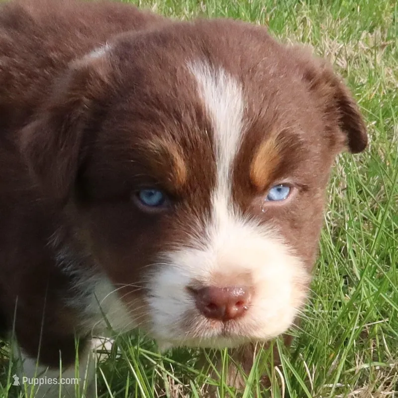 AKC Blue eyes Champion Line – Australian Shepherd puppy for sale in Murfreesboro, TN